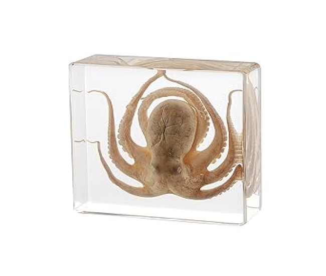 Taxidermy Octopus