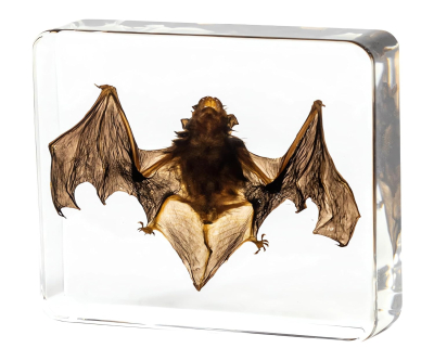 Taxidermy Bat, Real Insect Bat Specimens in Resin